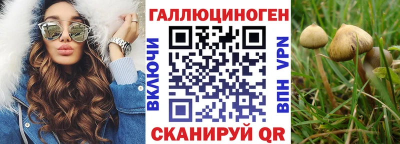 где продают   Томмот  Галлюциногенные грибы Cubensis 